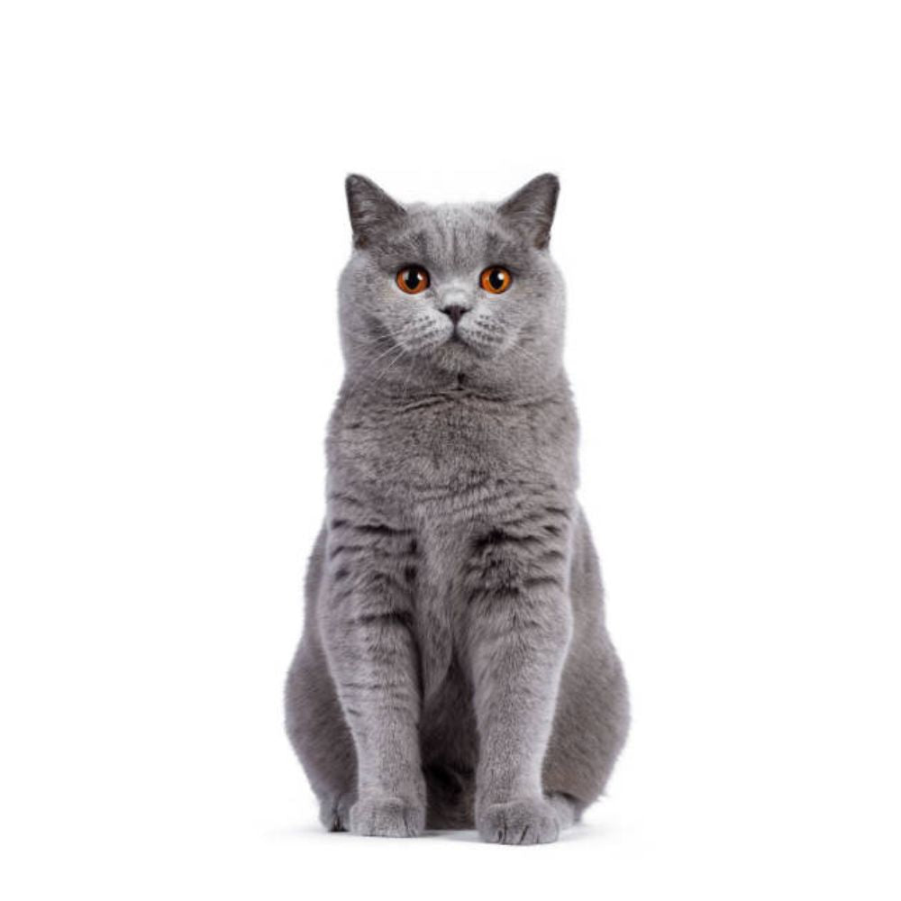 Voor Katten