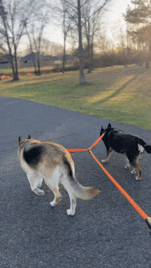 Duogrip -  Nooit meer stress bij het wandelen met twee honden